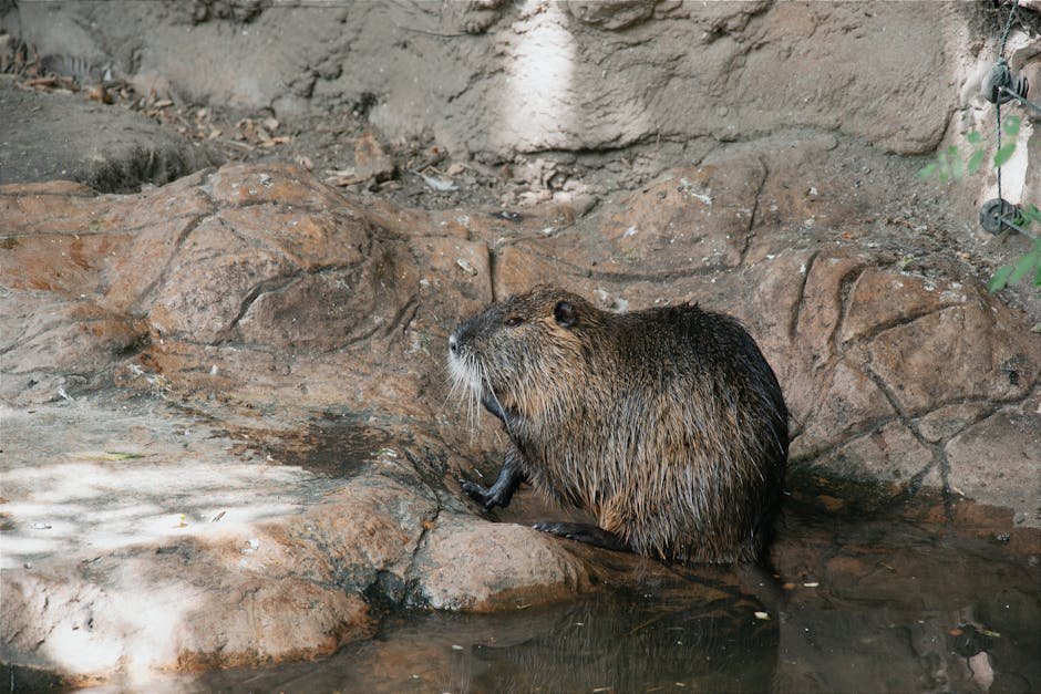 Do Vegan Omega-3 Supplements Work? Exploring the Benefits of Algal Oil for Inflammation Do Vegan Omega-3 Supplements Work? Exploring the Benefits of Algal Oil for Inflammation