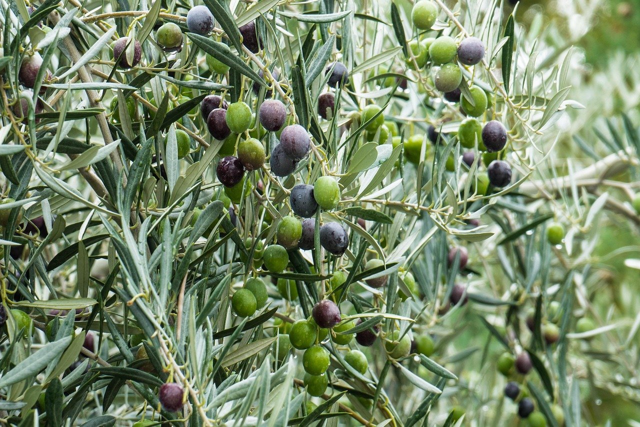 The Role of Olives in Prolon: Essential Nutrients for Your Journey The Role of Olives in Prolon: Essential Nutrients for Your Journey