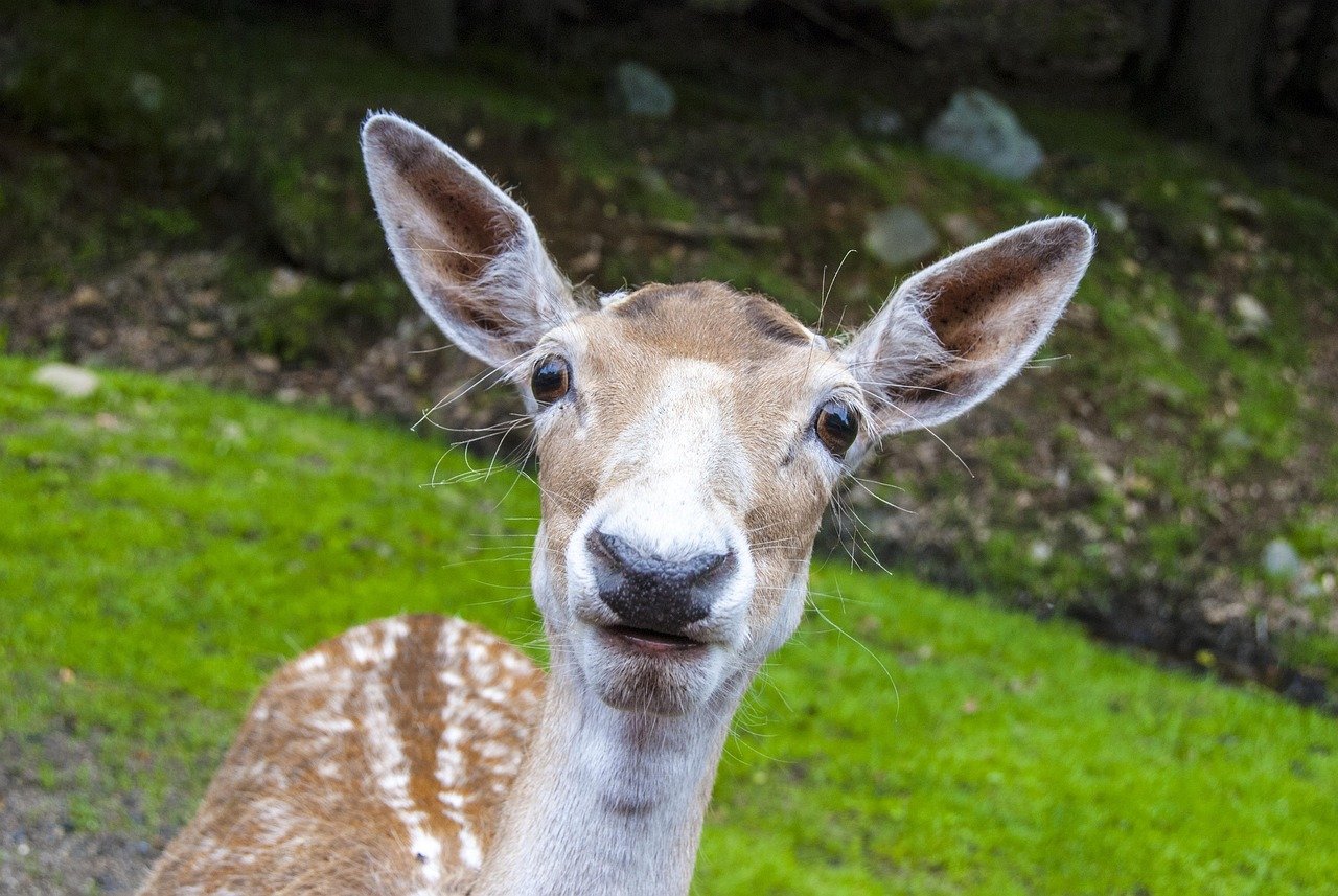 What Depletes Omega-3 Levels? Understanding the Causes of Omega-3 Deficiency What Depletes Omega-3 Levels? Understanding the Causes of Omega-3 Deficiency